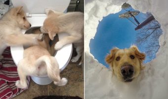 20+ fotos de travesuras de perros que te harán reír