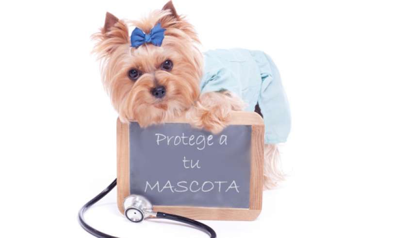 Seguro para mascotas: Razones por las que se debe adquirir