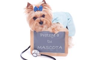 Seguro para mascotas: Razones por las que se debe adquirir