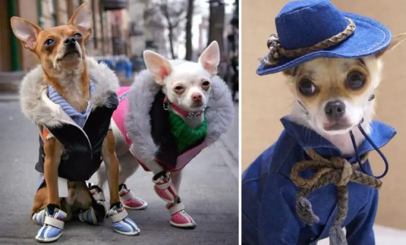 20 perros con el mejor estilo fashionista.