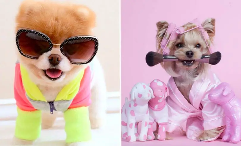 Los 20 Perros más Glamurosos de todo Internet