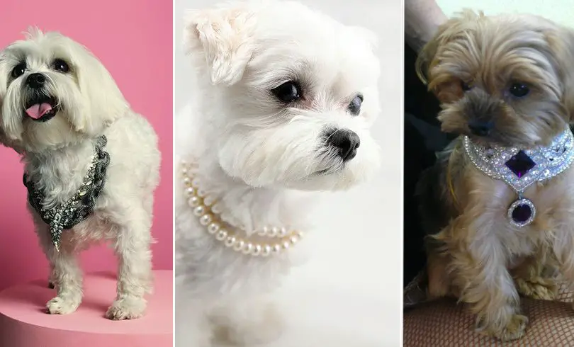 20+ perros modelando joyería fina