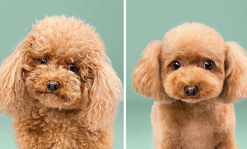 Perros antes y después de su corte de pelo