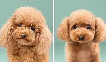 Perros antes y después de su corte de pelo