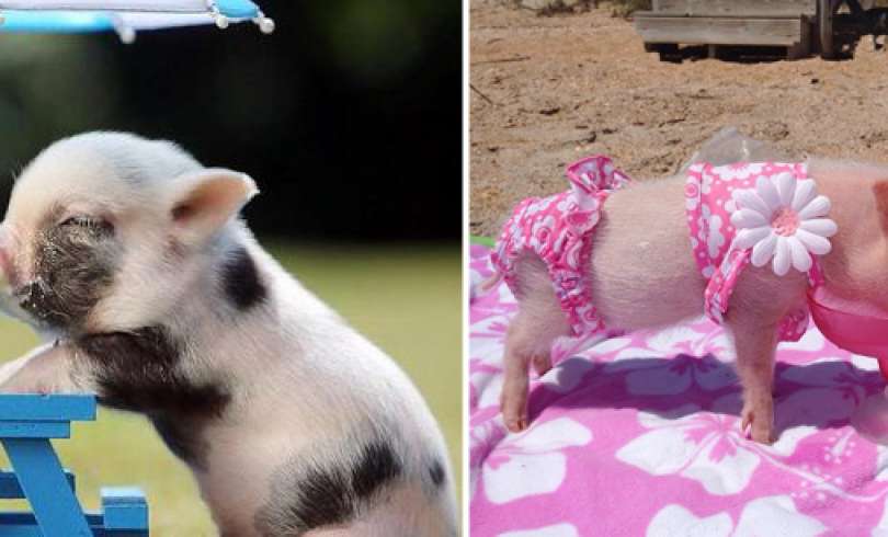 Los Mini Cerdos una Bella Mascota para su Hogar