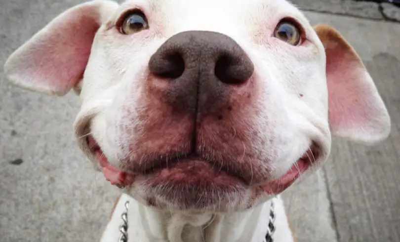 Pit Bull no deja de sonreír después de haber sido rescatado de la calle