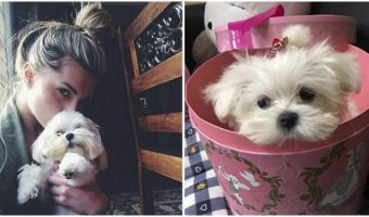 Las 10 Razas de Perros con los Cachorros más Lindos