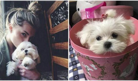 Las 10 Razas de Perros con los Cachorros más Lindos