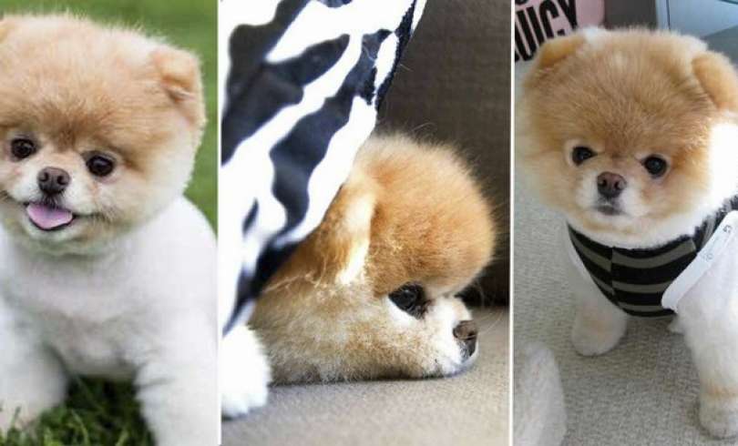 20 Fabulosas Razones para Tener un Perro