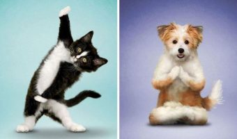 Adorables todos de Perros y Gatos Haciendo Yoga