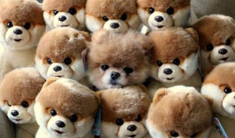 ¡A que no encuentras todos los animales!
