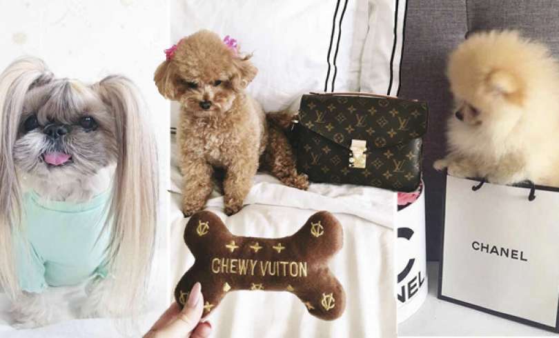 20 Ideas de Fotos para Perros Divertidas y Amorosas
