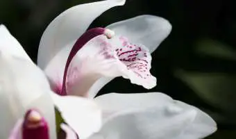 Como Hacer Crecer Varas de Orquídeas