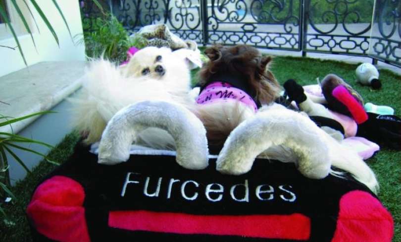 20+ cosas para perros muy creativas que te encantarán